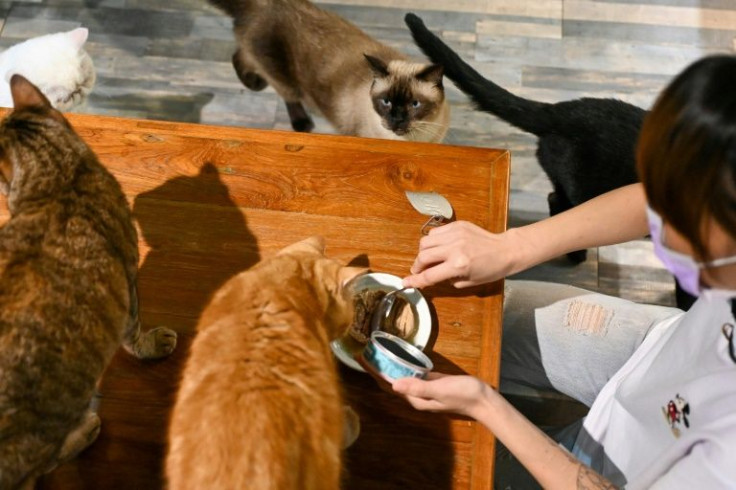 The food comes in various normal-sounding flavours -- tuna and milkfish, beef and chicken -- but the main protein component of the pink gloop is insect