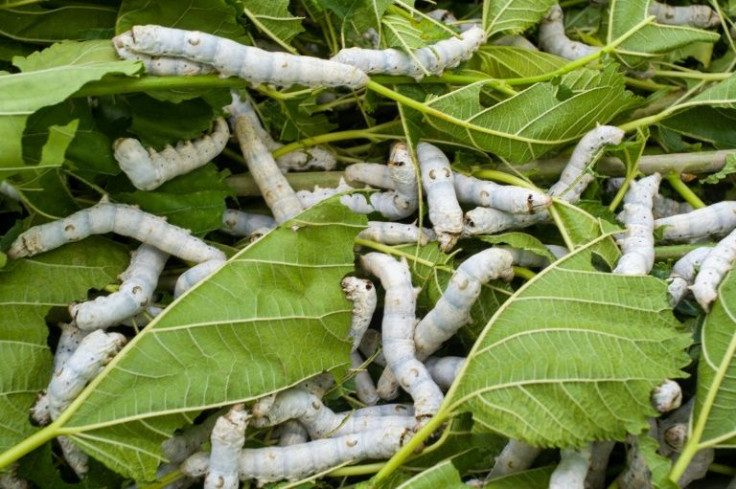 This innovative use of what was previously mainly a waste product could also be a potential lifeline for Taiwan's last remaining silkworm farmers