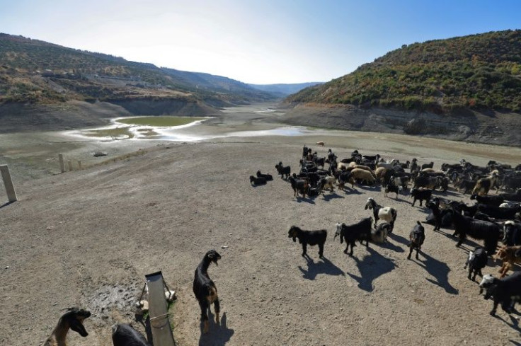 A shepherd waters his flock from the small pools that are that are all that is left of the reservoir following successive years of low rainfall