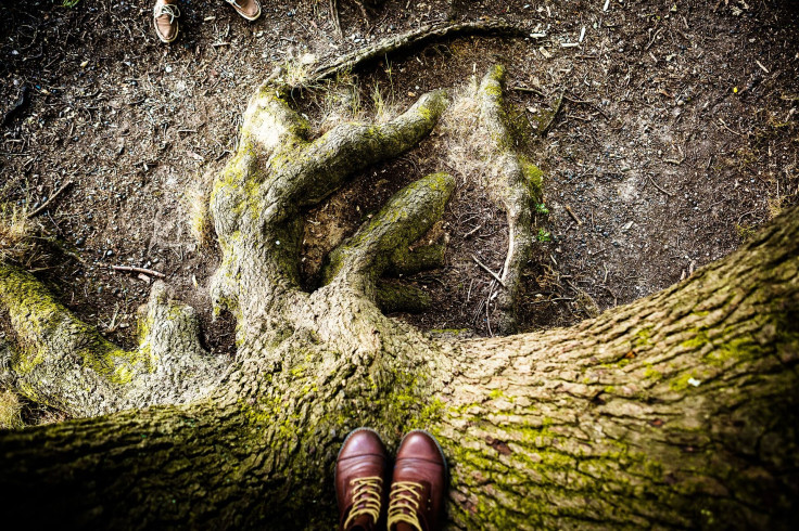 tree-g3bf2ef11e_1920