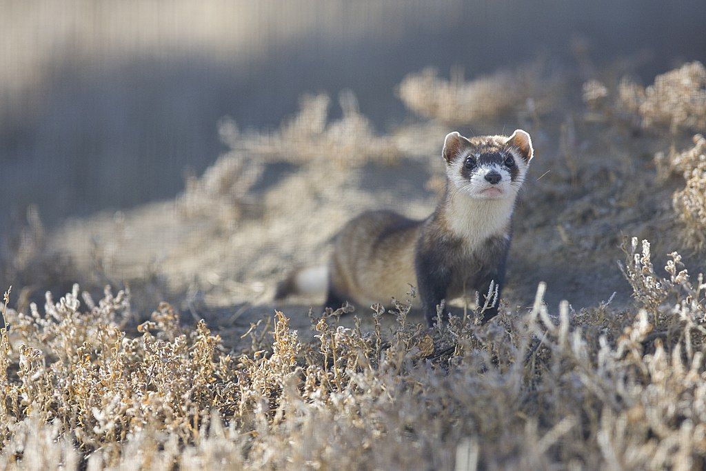 Black Footed Ferret Rarest Mammal In North America Appears In Colorado Garage Watch 4885