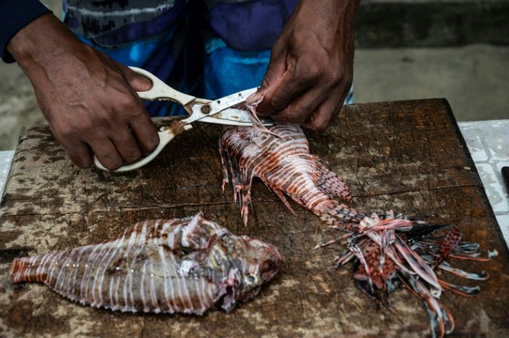 Fisherman William Alvarez cuts off the poisonous spines from a lionfish while cleaning it to prepare ceviche that he sells to tourists on the beach of Chichiviriche de la Costa, Vargas state, Venezuela, on October 30, 2021