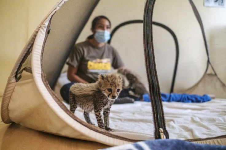 Fighting the criminal trade in cheetah cubs is particularly challenging because it revolves around Somaliland, a self-declared republic without international recognition, and one of the world's poorest regions