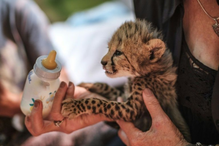 The cheetah cubs seized from the illegal wildlife trade in Somaliland are often in poor health, and about half succumb to illness