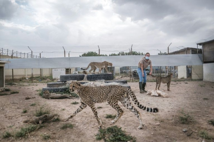 The number of cheetahs sheltered at safe houses run by the Cheetah Conservation Fund in Somaliland has soared as the government has cracked down on the illegal cub trade