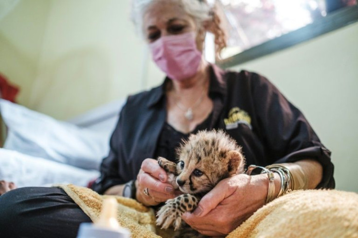 Every year an estimated 300 cheetah cubs are trafficked through Somaliland to wealthy buyers in the Middle East seeking exotic pets