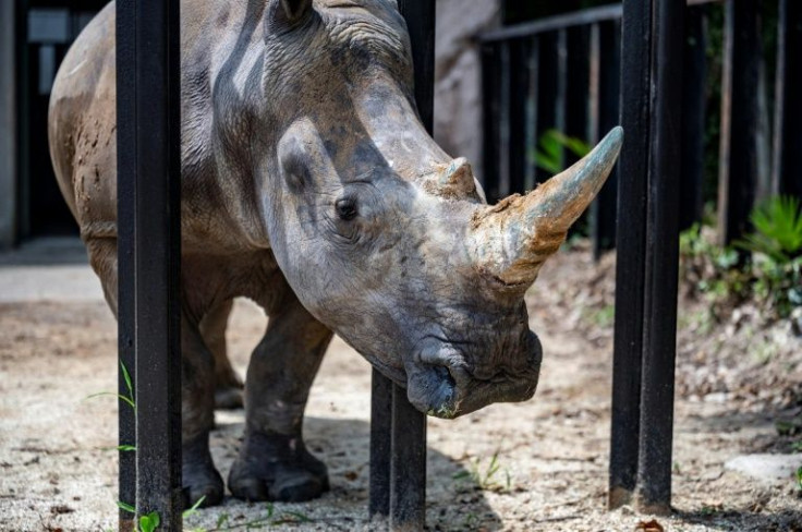 Rhinos in Africa are slaughtered for their horns, which are smuggled into Asia where they are highly prized for traditional and medicinal purposes