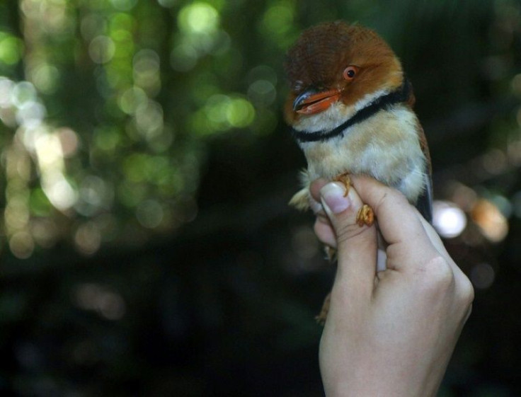 A Collared Puffbird of the Amazon rainforest
