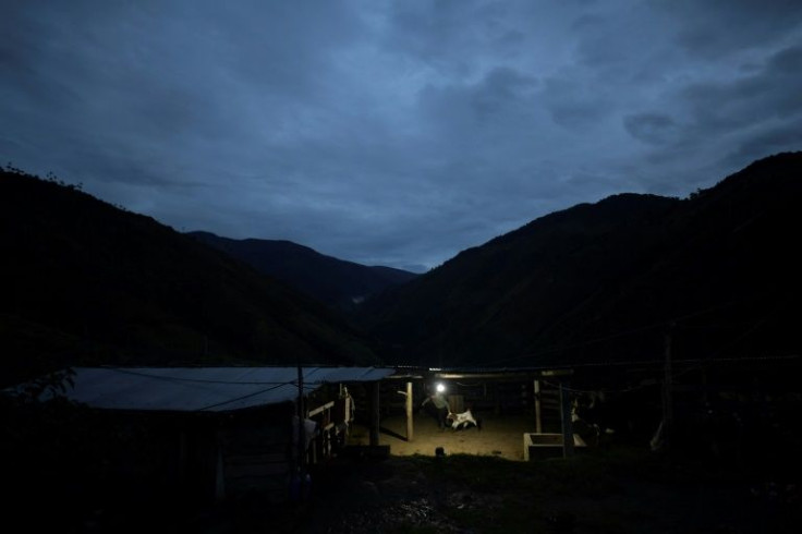 A man herds a cow at night in Marquetalia, Colombia