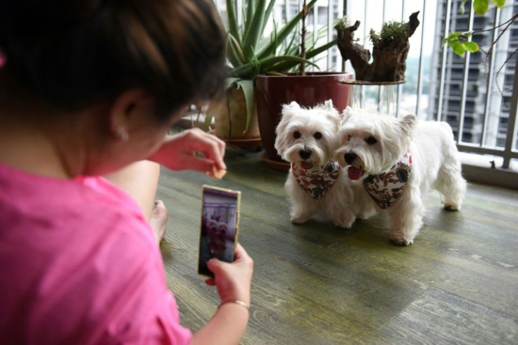 Inventors hope the DogPhone device could ease separation anxiety suffered by 'pandemic puppies' who became used to human contact during lockdowns