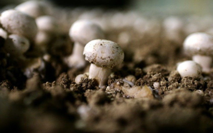 Traditionally, Paris button mushrooms are grown in former quarries, with ground limestone added to the compost
