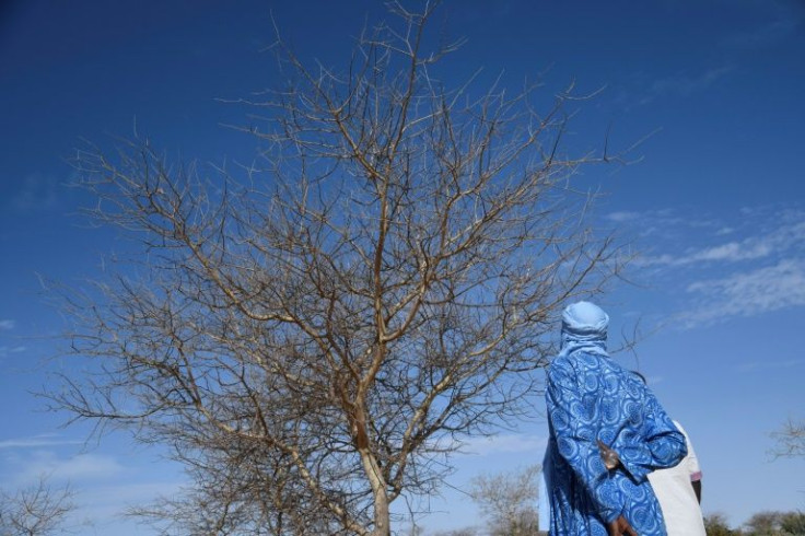 By 2030, Niger aims to "green" 3.6 million hectares of land, which represents more than 37.5 percent of its territory