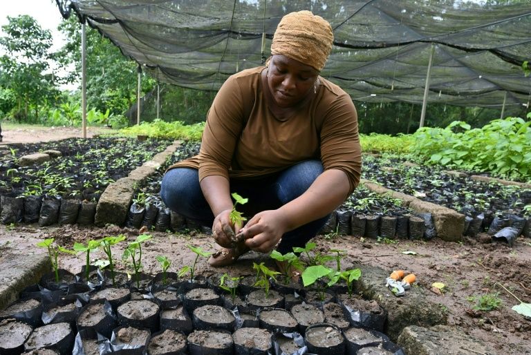 Back In The Spotlight: Africa's Great Green Wall | IBTimes