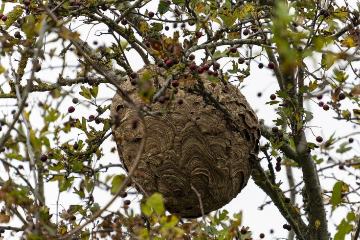 Hornet's nest