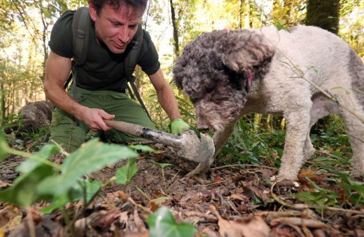 The delicate microclimate in the forests of Croatia's Istria peninsula has long been famed for producing some of the finest white truffles