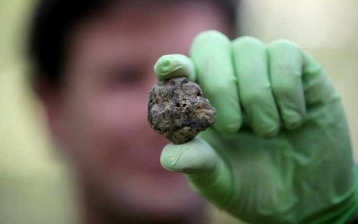 Worried about the impact of climate change, diminishing water tables and deforestation, truffle enthusiasts say immediate action is needed to protect the white truffle and its habitat