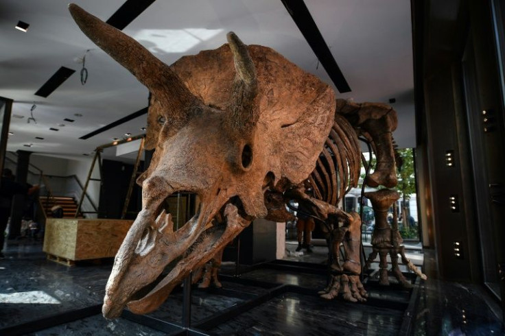 "Big John", the largest known triceratops, over 66 million years old and with an 8-metre long skeleton, fetched 6.6 million euros at auction in Paris last month