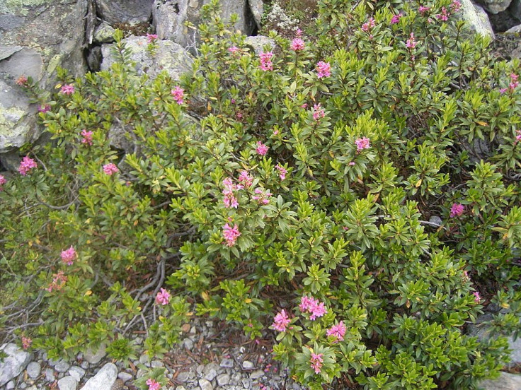 Rhododendron ferrugineum