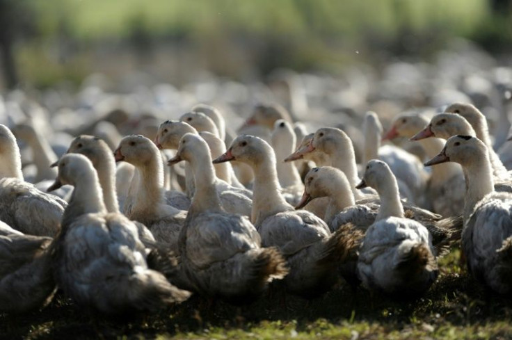 Talking heads: Ducks can not only talk but they can perfectly mimick other sounds