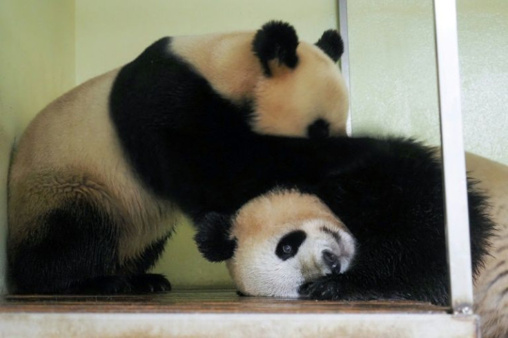 Je t'aime: Female Chinese panda Huan Huan (left) gets into a steamy clinch at Beauval zoo in central France with local stud Yuan Zi