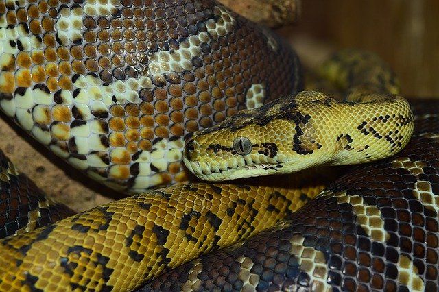 Family Returns From Picnic To Find Giant Python Wrapped Around Car's 