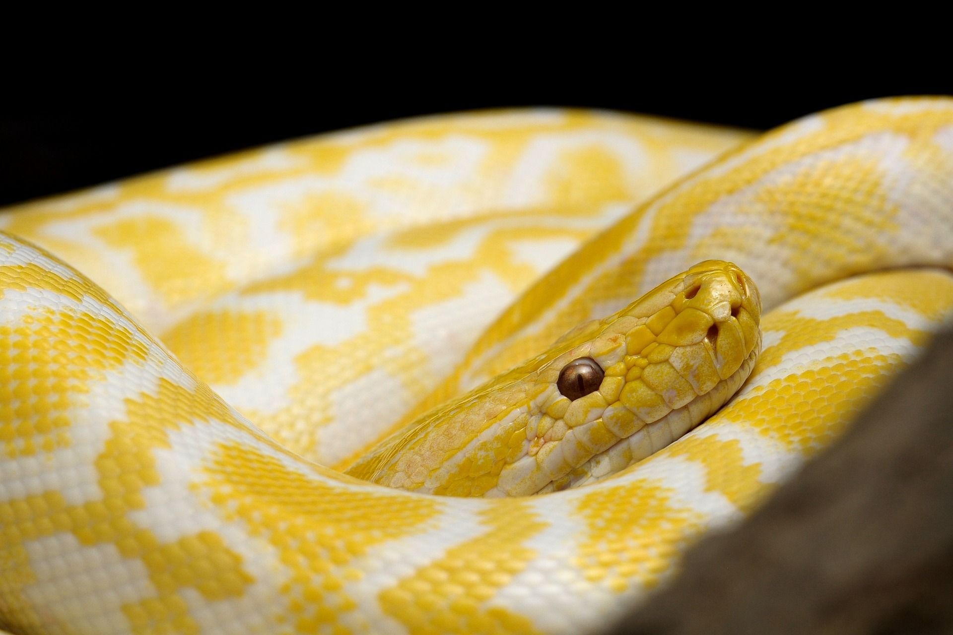 Colorado Homebuyer Finds 'Shockingly Big' Snakes Slithering In Walls Of ...