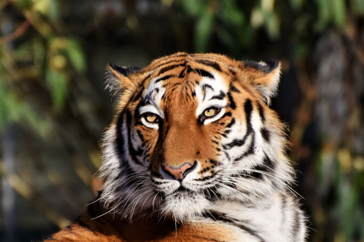 tiger-gd82ea2758_1920