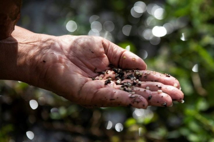 Environmental activist Diane Wilson shows plastic pellets that pollute the Gulf coast of Texas