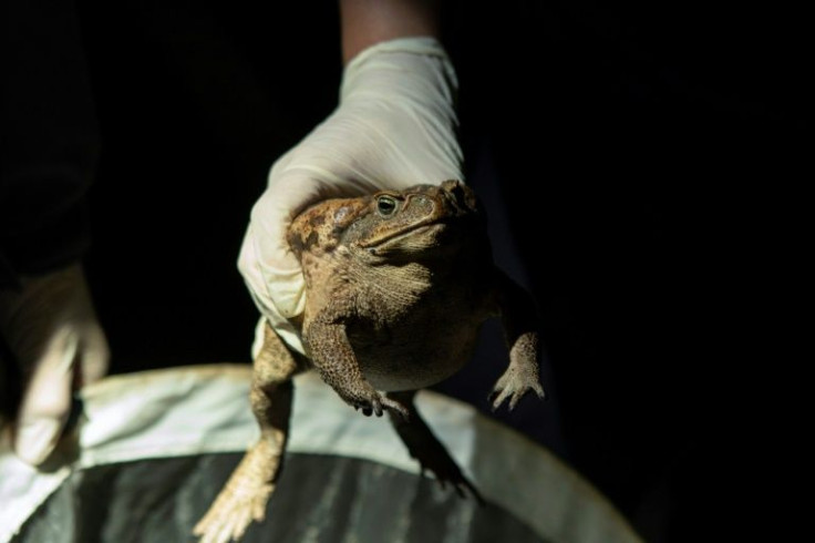 Toads are a symbol of prosperity and good fortune in Taiwan, but the unexpected discovery of an invasive species has officials and environmentalists scrambling to contain their spread