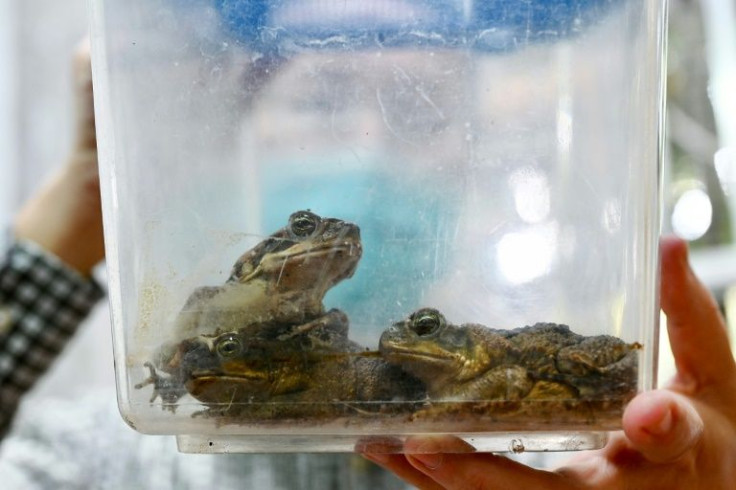 Cane toads are indigenous to South and Central America and while they have wrought a famously destructive path through places like Australia and the Philippines they had not been recorded in Taiwan