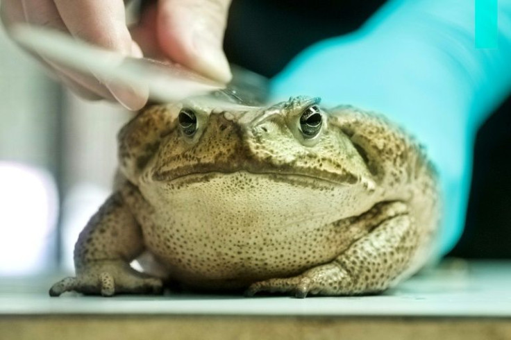 Cane toads are among the world's '100 Invasive Alien Species' list compiled by the Invasive Species Specialist Group (ISSG), an international advisory body of scientists and policy experts