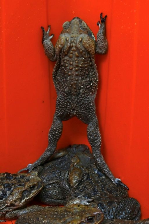 Toads are also used in Chinese medicine and their totems are common in feng shui to ward off bad luck