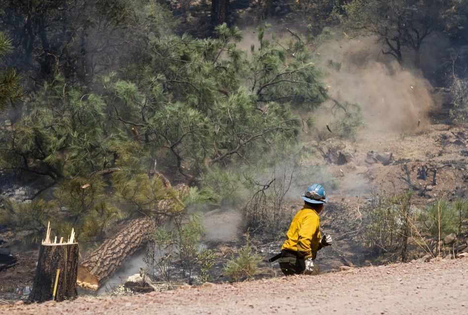 A wildland firefighter cuts down a tree on the eastern edge of the Wallow Wildfire outside Alpine, Arizona