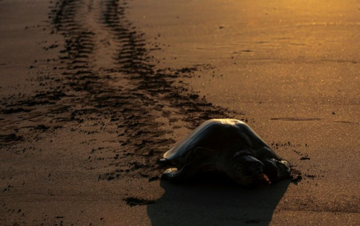 An olive ridley turtle arrives to lay her eggs at the beach in La Flor Wildlife Refugee in San Juan del Sur, Nicaragua