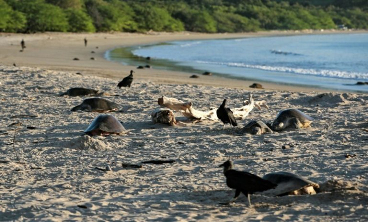 Olive ridley turtles are seen at the beach in La Flor Wildlife Refugee in San Juan del Sur, Nicaragua, during nesting season