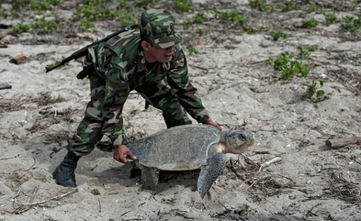A member of Nicaragua's army carries an olive ridley turtle after she laid her eggs at the beach in La Flor Wildlife Refugee in San Juan del Sur, Nicaragua