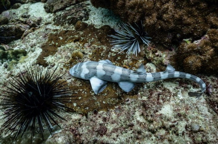 Marine biologists are trying to repopulate the reefs after years of damage caused by uncontrolled visitor numbers