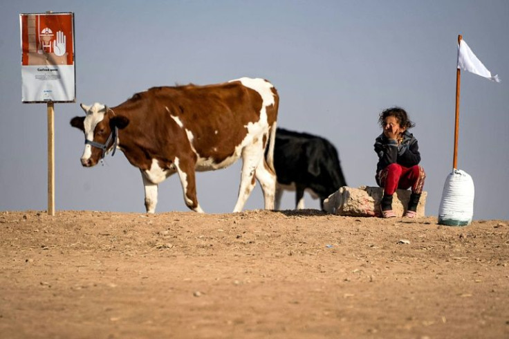 A girl sits near cows grazing in a designated safe zone