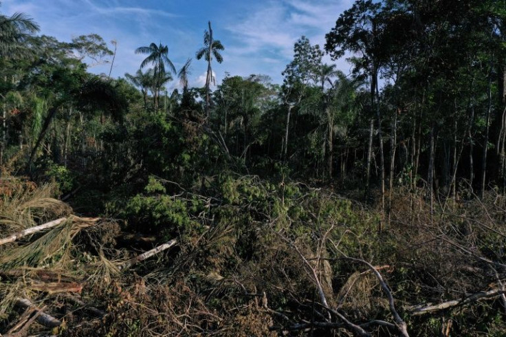 Government data shows that some 925,000 hectares of Colombian forest have been destroyed since 2016, an area about the size of Cyprus