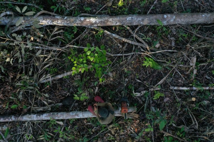 People caught cutting down trees in the protected reserve, or sponsoring such destruction, risk up to 15 years in prison