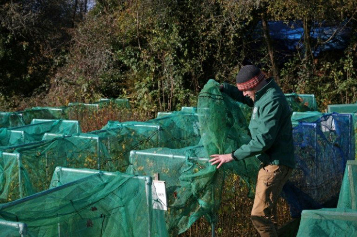 Moor Trees' saplings will hopefully help Britain raise the percentage of its forested land, which at just 13 percent, is much less than the EU average of 39 percent