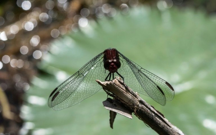 The decline of dragonflies is a symptom of widespread loss of the marshes, swamps and free-flowing rivers, says the IUCN