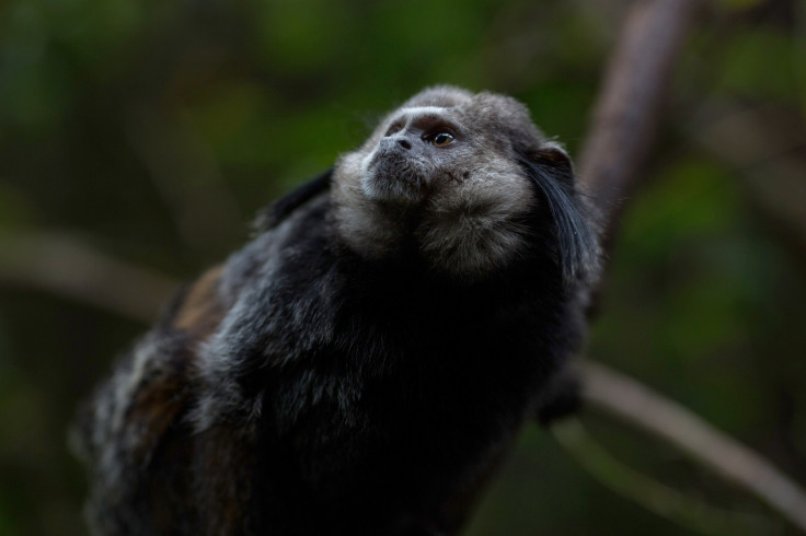 Marmoset is a small primate that also occurs in urban environments and shows greater resistance to the yellow fever mosquito