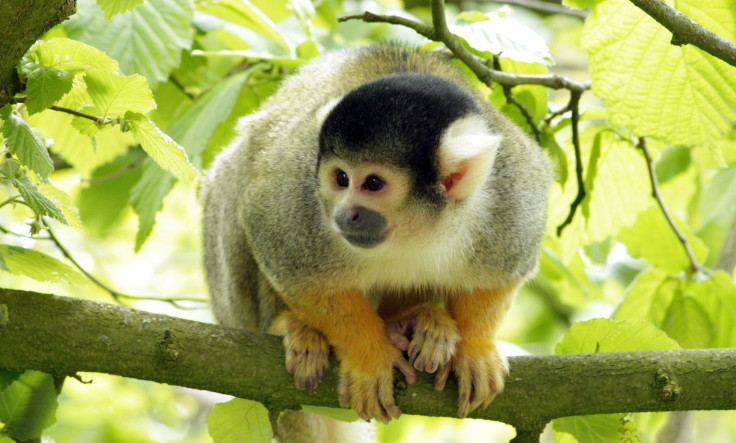 monkey-g6f46db3a5_1920