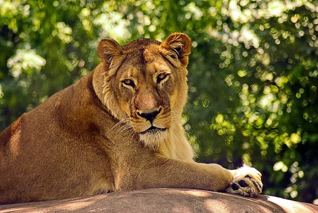 2-Year-Old Girl's Hand Amputated After Lion Mauls Her At Zoo | IBTimes