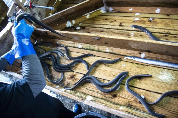 The mystery of eel reproduction has fascinated scientists for thousands of years, with even ancient Greek philosopher and naturalist Aristotle puzzling over it