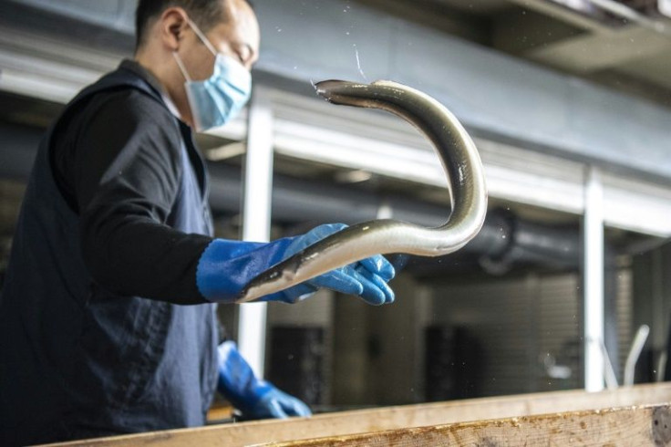 Pressures on eel wild stocks ranging from pollution to overfishing mean supplies have dwindled dramatically in recent decades