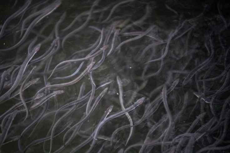 Since 2012, scientists in the four territories where the Japanese eel is most commonly found have worked together on conservation, setting aquaculture quotas in 2015