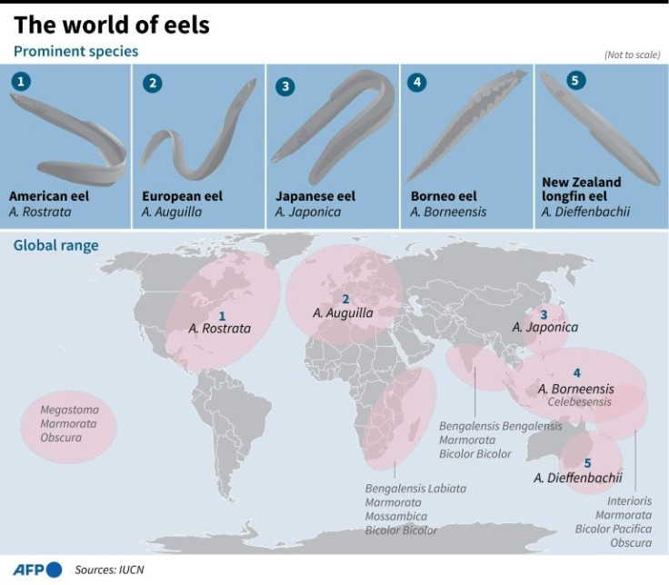 Graphic on the world's eel species and their main habitat