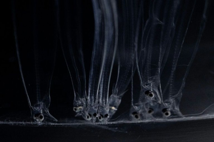 Shrinking eel stocks and measures like fishing quotas have helped fuel a billion-dollar black market in the delicacy